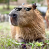 @clueless_capybara@mastodon.social avatar