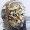@speedycat2014@lemmy.world avatar