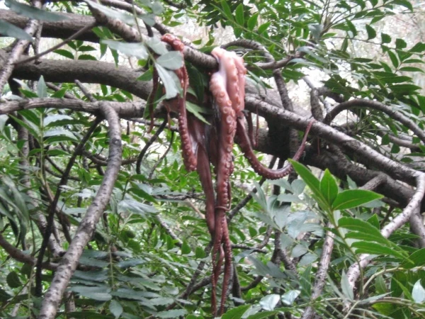 A Pacific Northwest Tree Octopus in its natural environment. 