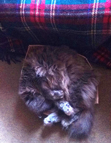 Lovely, the grey-blue fluffy Nebelung cat slumbers deeply, snoring quietly, in her half collapsed cardboard box that was absolutely not too small for her.