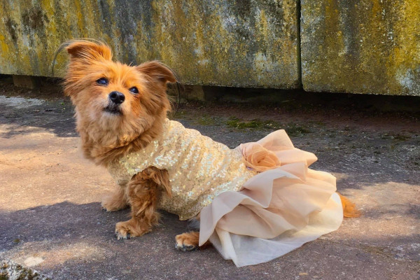 The beautiful red-haired Morky Miss Fluffy Maggie Moo Hart sits in the sun and looks over her left shoulder. She is wearing a gorgeous peach-colored ball gown with sequins. 