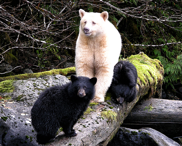 Kermode Black Bear (Ursus Americanus) with cubs.