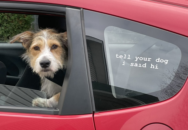 A white and brown dog, sort of a Disney Dog resembling Benji, gazes out of a car window from the back seat. A decal on the window says, “tell your dog i said hi.”